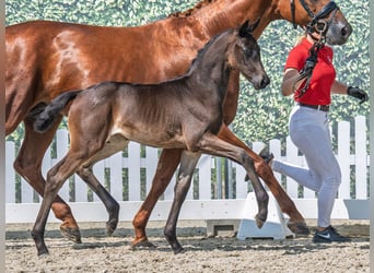 Westphalian, Mare, , Bay-Dark