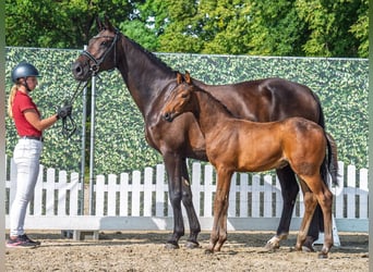 Westphalian, Mare, Foal (06/2025), Bay-Dark