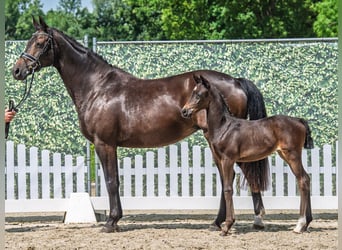 Westphalian, Mare, , Bay-Dark