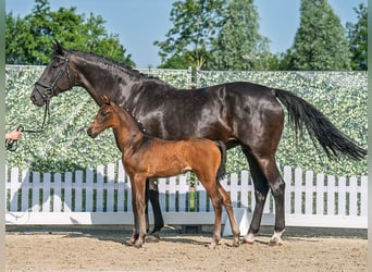 Westphalian, Mare, , Bay-Dark