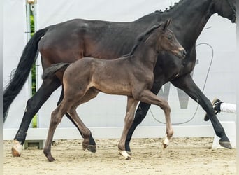 Westphalian, Mare, Foal (05/2024), Bay-Dark