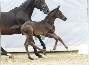 Westphalian, Mare, Foal (05/2024), Bay-Dark