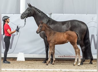 Westphalian, Mare, Foal (05/2024), Bay-Dark