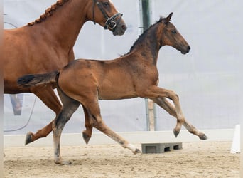 Westphalian, Mare, Foal (06/2024), Bay-Dark