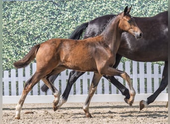 Westphalian, Mare, , Bay-Dark