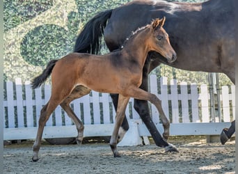 Westphalian, Mare, , Bay-Dark