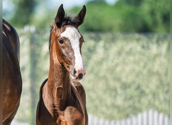 Westphalian, Mare, , Bay-Dark