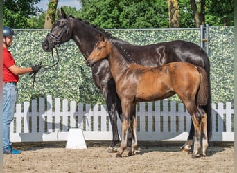 Westphalian, Mare, , Bay-Dark