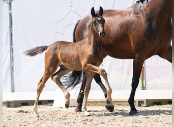 Westphalian, Mare, Foal (06/2024), Bay-Dark