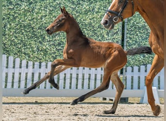 Westphalian, Mare, Foal (05/2025), Bay-Dark