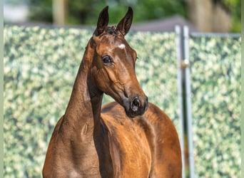 Westphalian, Mare, , Bay-Dark