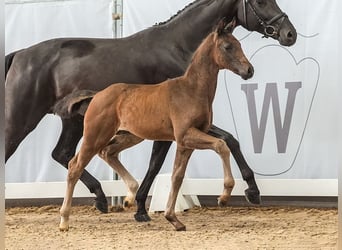 Westphalian, Mare, Foal (05/2024), Bay-Dark