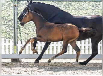 Westphalian, Mare, , Bay-Dark