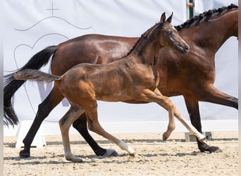 Westphalian, Mare, Foal (06/2024), Bay-Dark