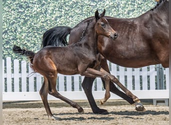Westphalian, Mare, , Bay-Dark