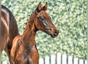 Westphalian, Mare, , Bay-Dark