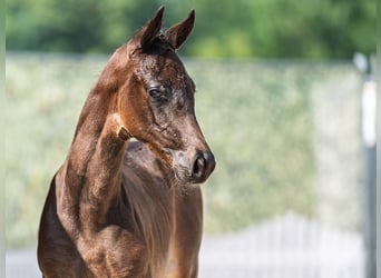 Westphalian, Mare, , Bay-Dark