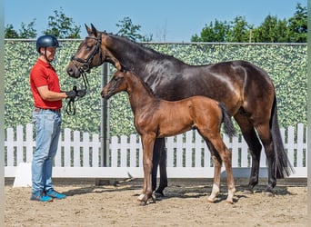 Westphalian, Mare, , Bay-Dark