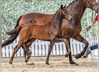 Westphalian, Mare, , Bay-Dark