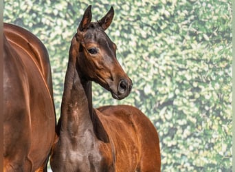 Westphalian, Mare, , Bay-Dark