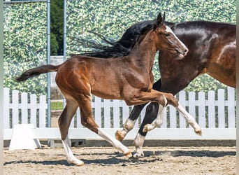Westphalian, Mare, , Bay-Dark