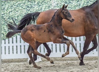 Westphalian, Mare, , Bay-Dark