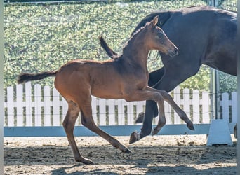 Westphalian, Mare, , Bay-Dark