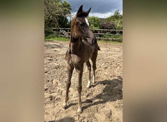 Westphalian, Mare, Foal (04/2025), Bay-Dark