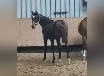 Westphalian, Mare, Foal (04/2023), Bay-Dark