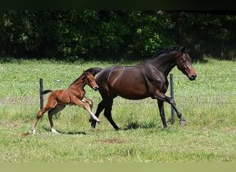 Westphalian, Mare, Foal (05/2025), Bay-Dark