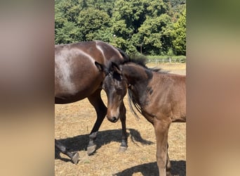 Westphalian, Mare, Foal (05/2026), Bay-Dark