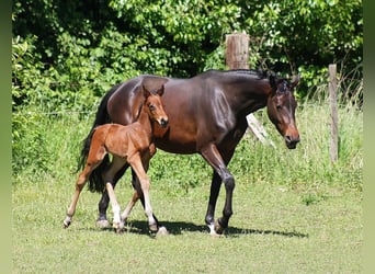 Westphalian, Mare, Foal (05/2025), Bay-Dark