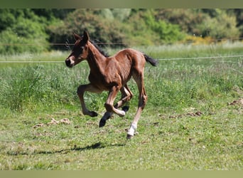 Westphalian, Mare, Foal (05/2025), Bay-Dark