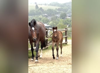 Westphalian, Mare, , Bay-Dark