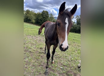 Westphalian, Mare, Foal (01/2025), Bay-Dark