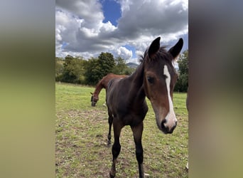 Westphalian, Mare, Foal (01/2025), Bay-Dark