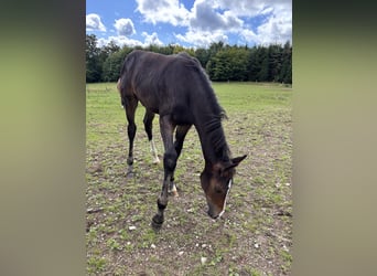 Westphalian, Mare, Foal (01/2025), Bay-Dark