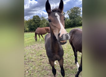 Westphalian, Mare, Foal (01/2025), Bay-Dark