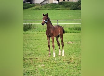 Westphalian, Mare, Foal (06/2024), Bay-Dark