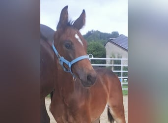 Westphalian, Mare, Foal (06/2024), Bay-Dark