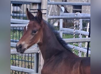 Westphalian, Mare, Foal (06/2024), Bay-Dark