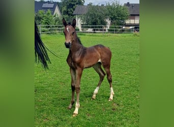 Westphalian, Mare, Foal (06/2024), Bay-Dark