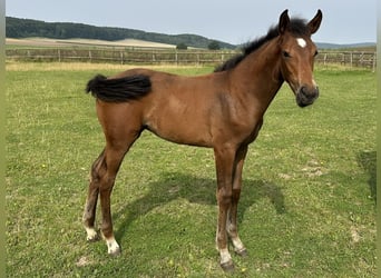 Westphalian, Mare, Foal (05/2025), Bay-Dark