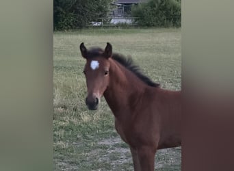 Westphalian, Mare, Foal (05/2025), Bay-Dark