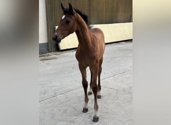 Westphalian, Mare, Foal (05/2025), Bay-Dark
