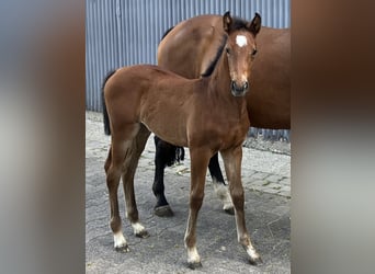 Westphalian, Mare, Foal (05/2025), Bay-Dark