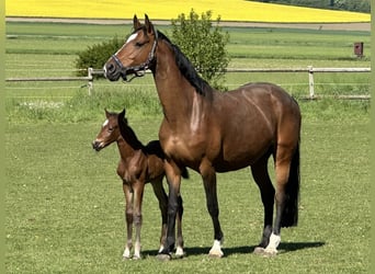 Westphalian, Mare, Foal (05/2025), Bay-Dark