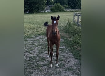 Westphalian, Mare, Foal (05/2025), Bay-Dark