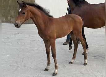 Westphalian, Mare, Foal (05/2025), Bay-Dark
