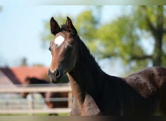 Westphalian, Mare, Foal (03/2026), Bay-Dark